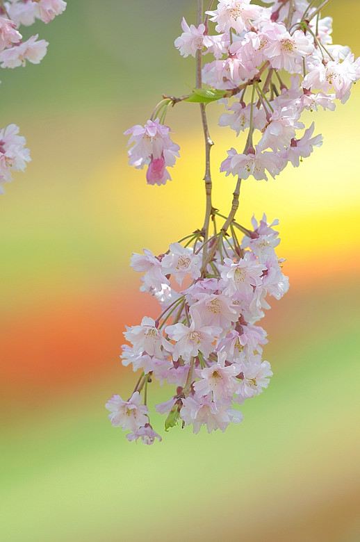枝垂れ桜