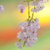 枝垂れ桜
