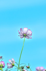 高く