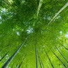 一回は見上げます