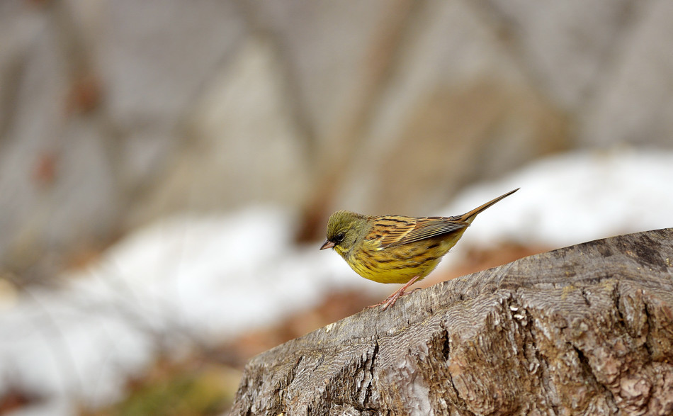 今日の鳥さん