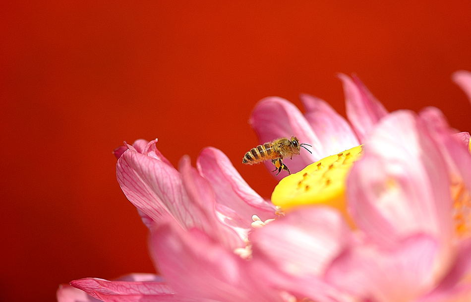 花粉集め