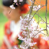 枝垂れ桜３
