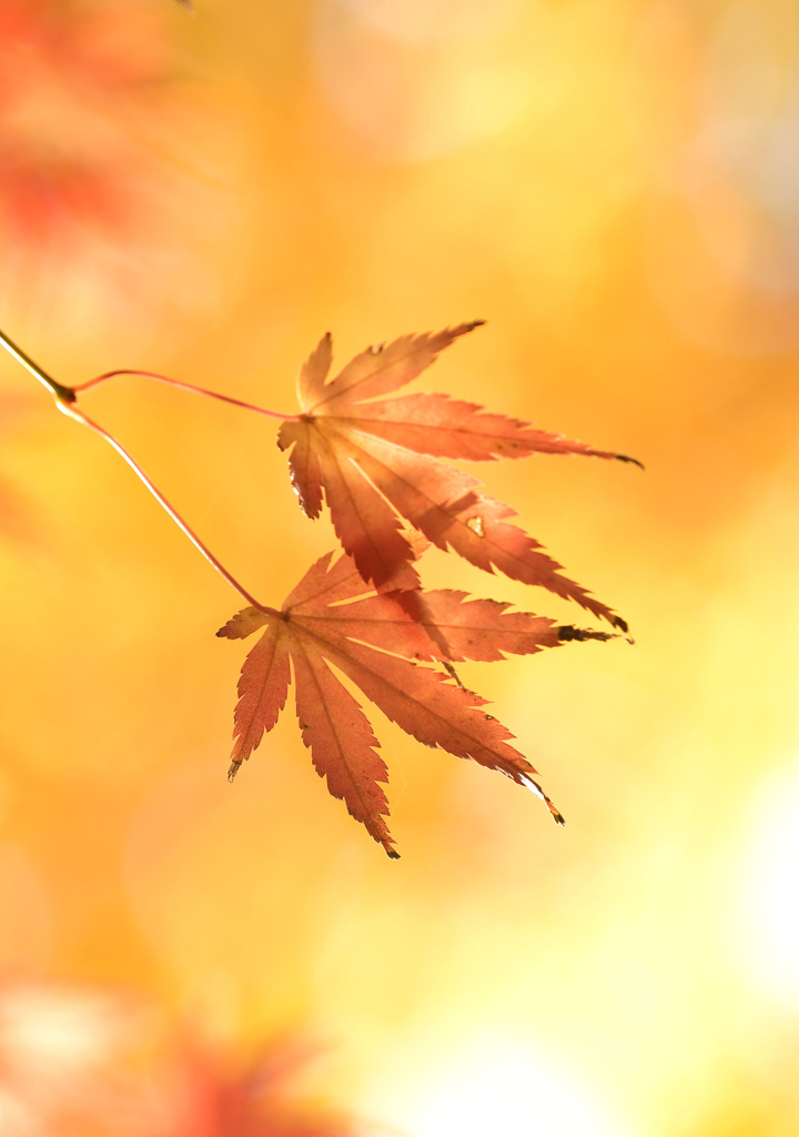 紅葉