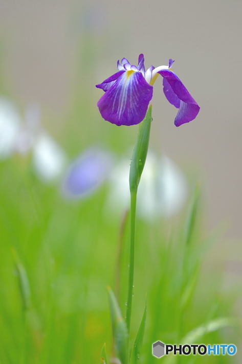 花菖蒲