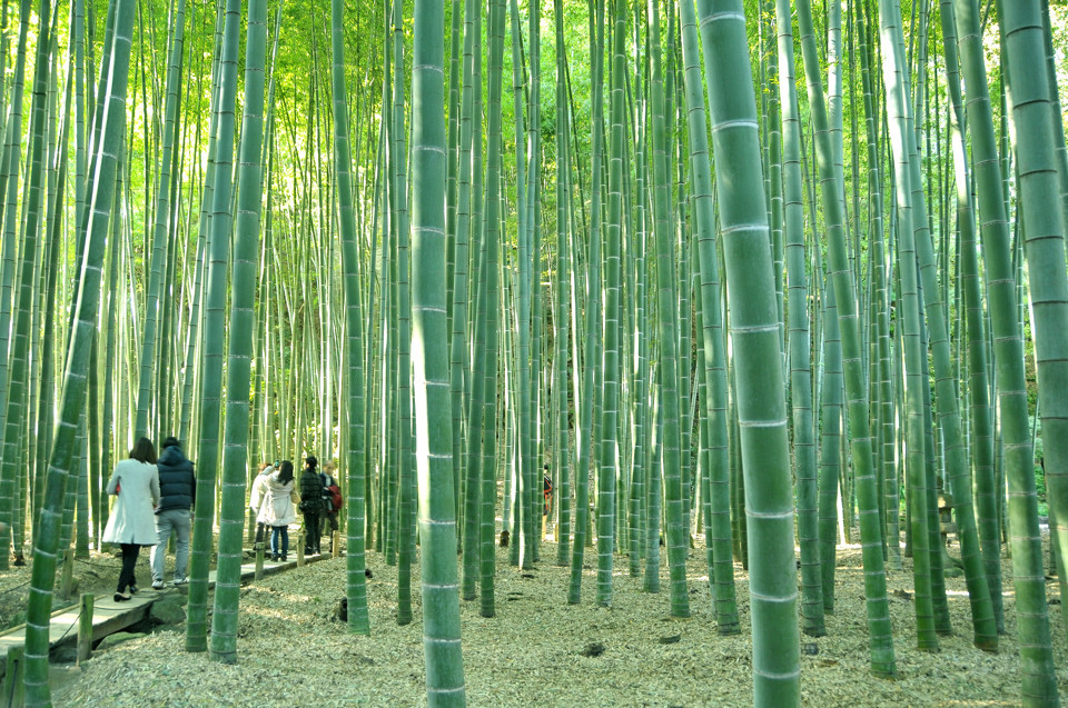 鎌倉　報国寺