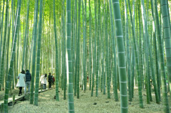 鎌倉　報国寺