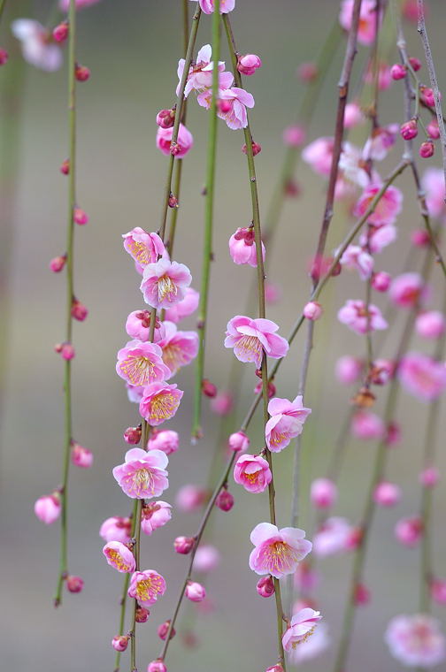 曽我梅林２