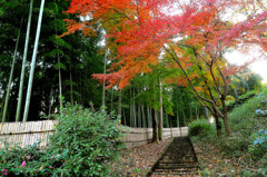 公園の秋