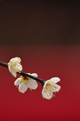 鎌倉　円覚寺