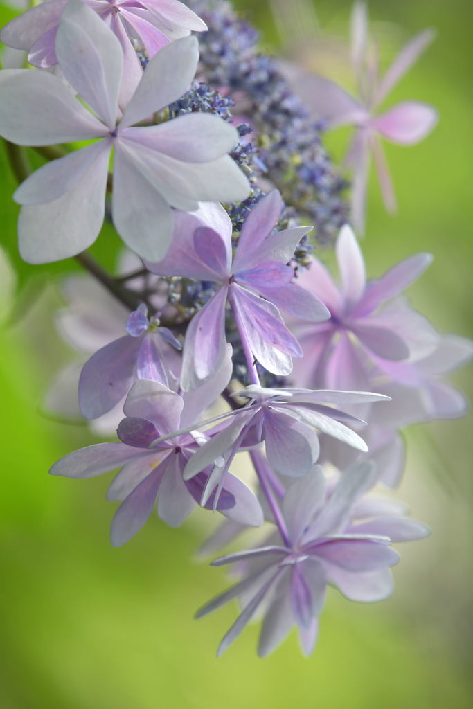 紫陽花