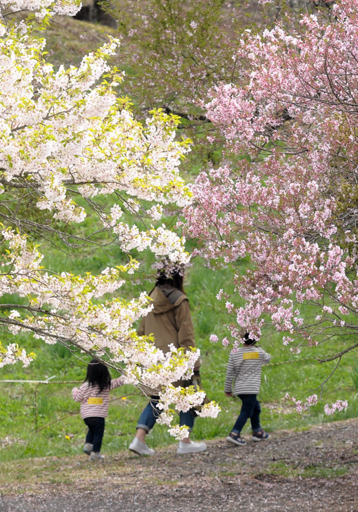 紅白桜