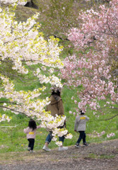 紅白桜