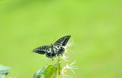 アゲハ
