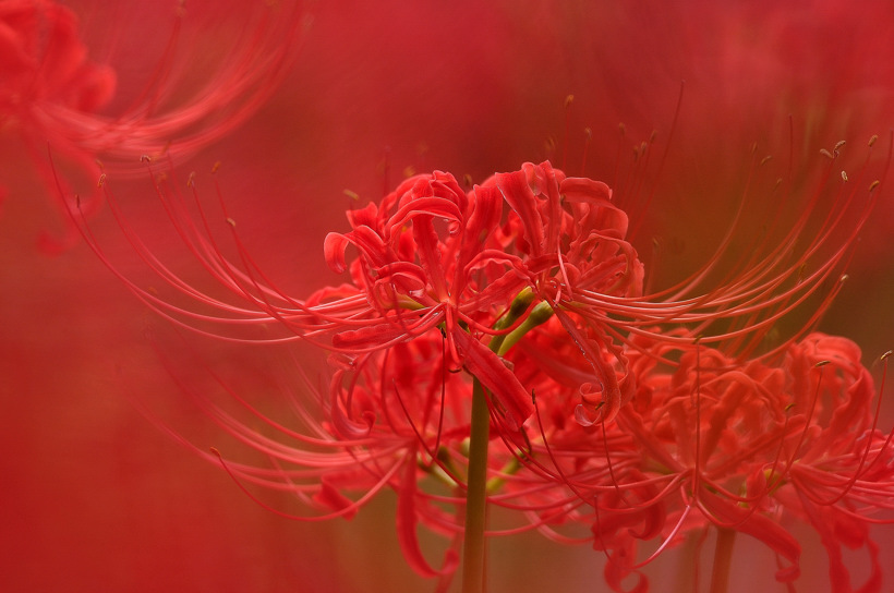 赤い花なら曼珠沙華