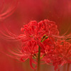 赤い花なら曼珠沙華