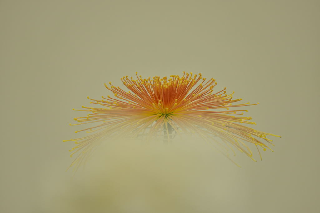 菊香る