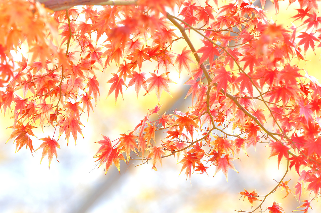 紅葉
