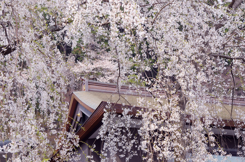 身延山久遠寺しだれ桜