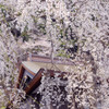 身延山久遠寺しだれ桜
