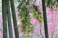 竹林