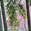 竹林