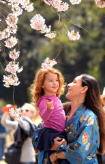 日本の桜