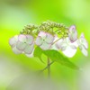 清らか