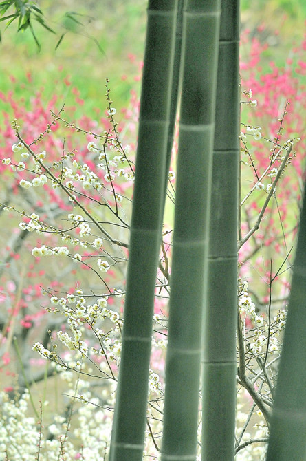 竹林