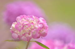 紫陽花