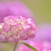 紫陽花