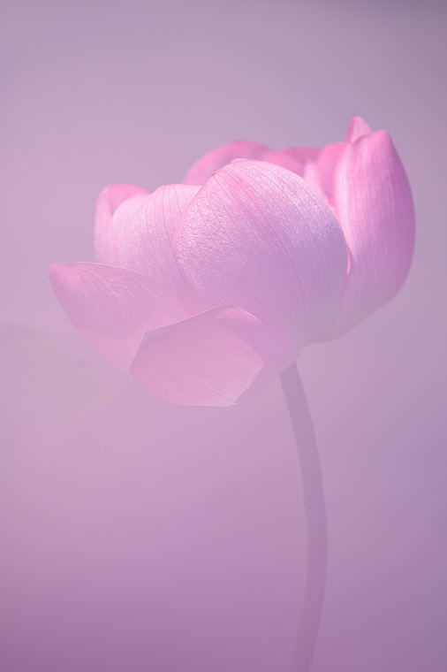 はす