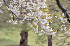 桜