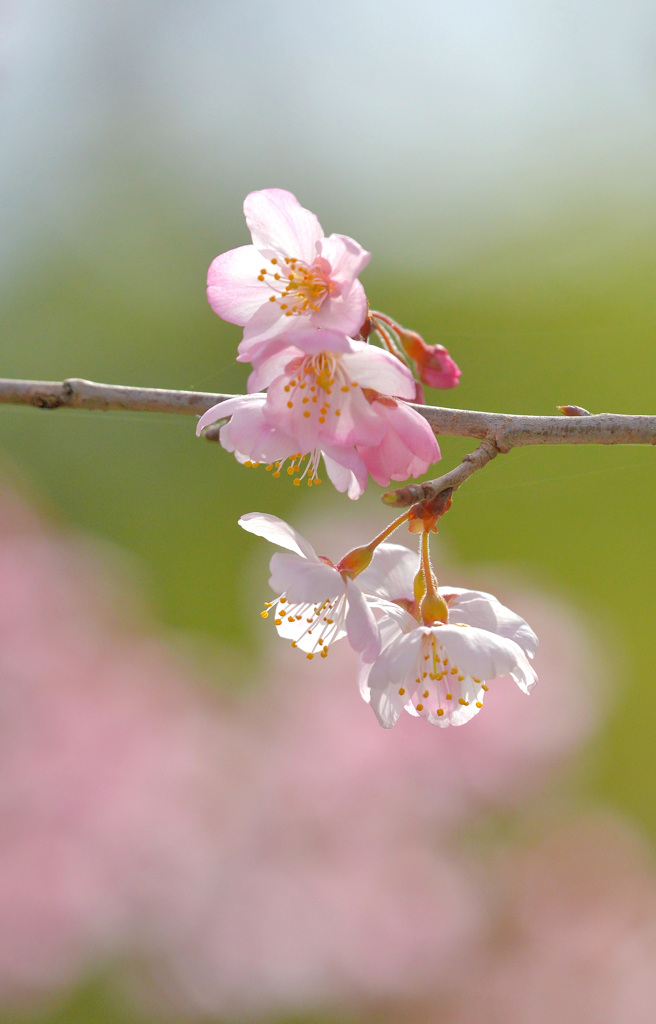 春めき桜