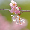 春めき桜