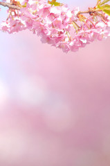 さくら