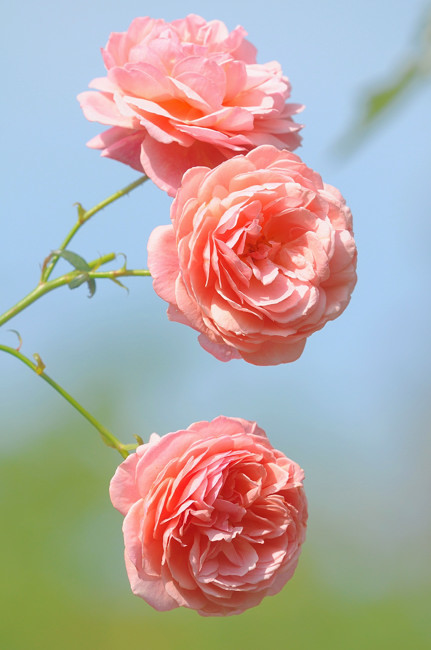 秋薔薇