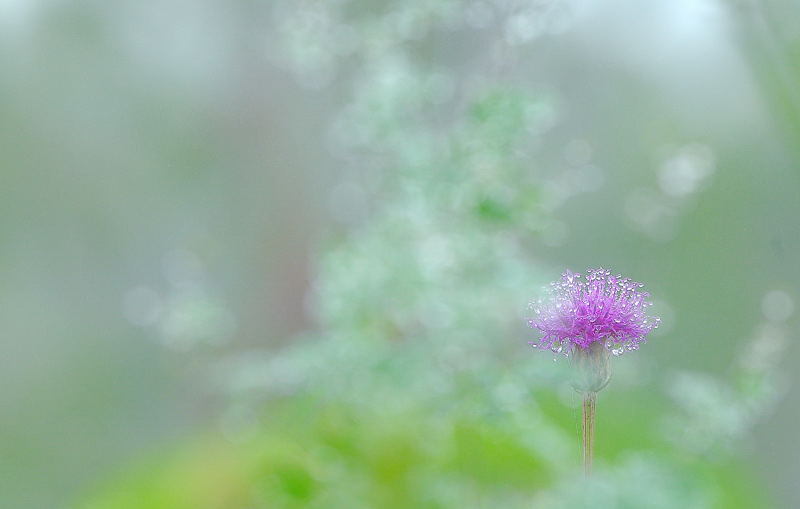ぬれて