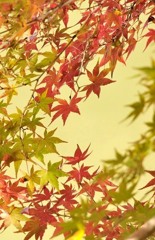 もみじ