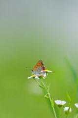 野の花