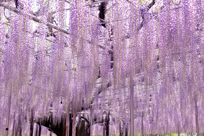ふじのはな物語