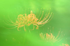 彼岸花