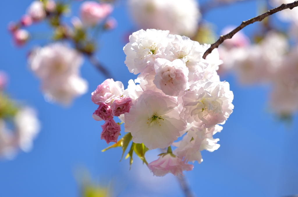 八重さくら