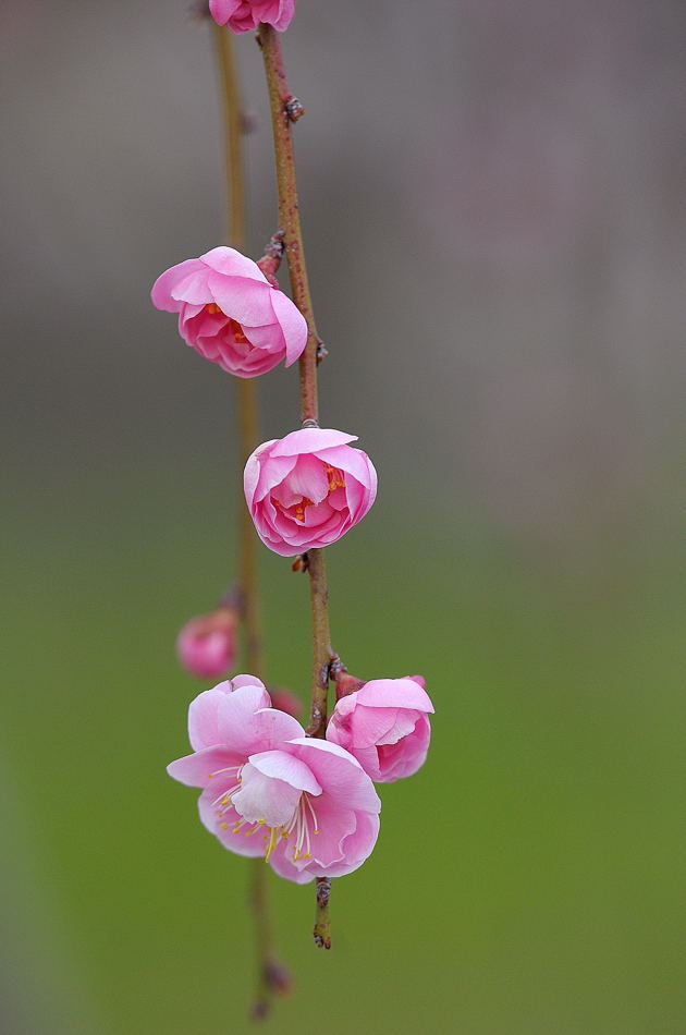 曽我梅林5