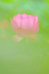 Summer Flower