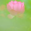 Summer Flower