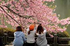 桜を撮ろう