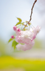 八重桜