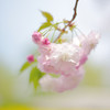 八重桜