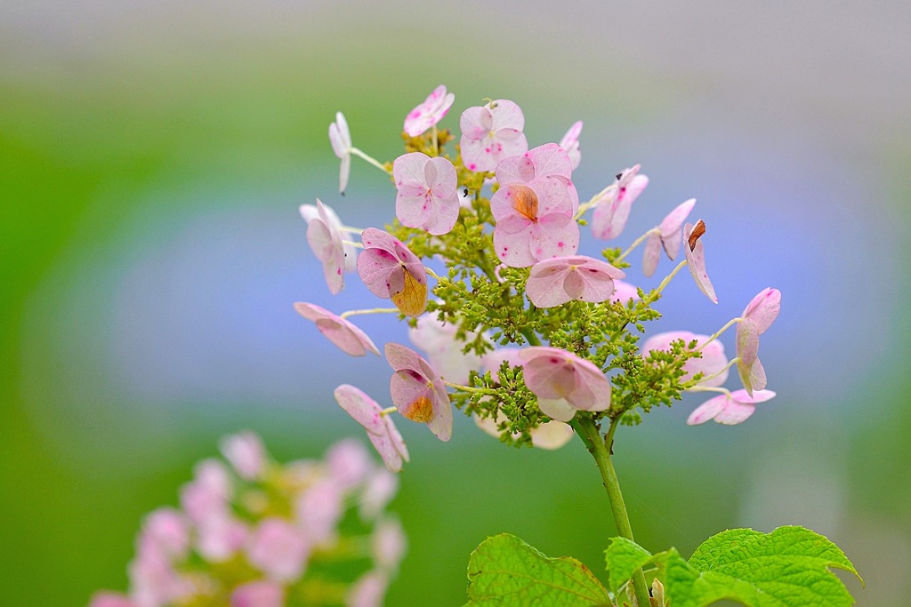 紫陽花